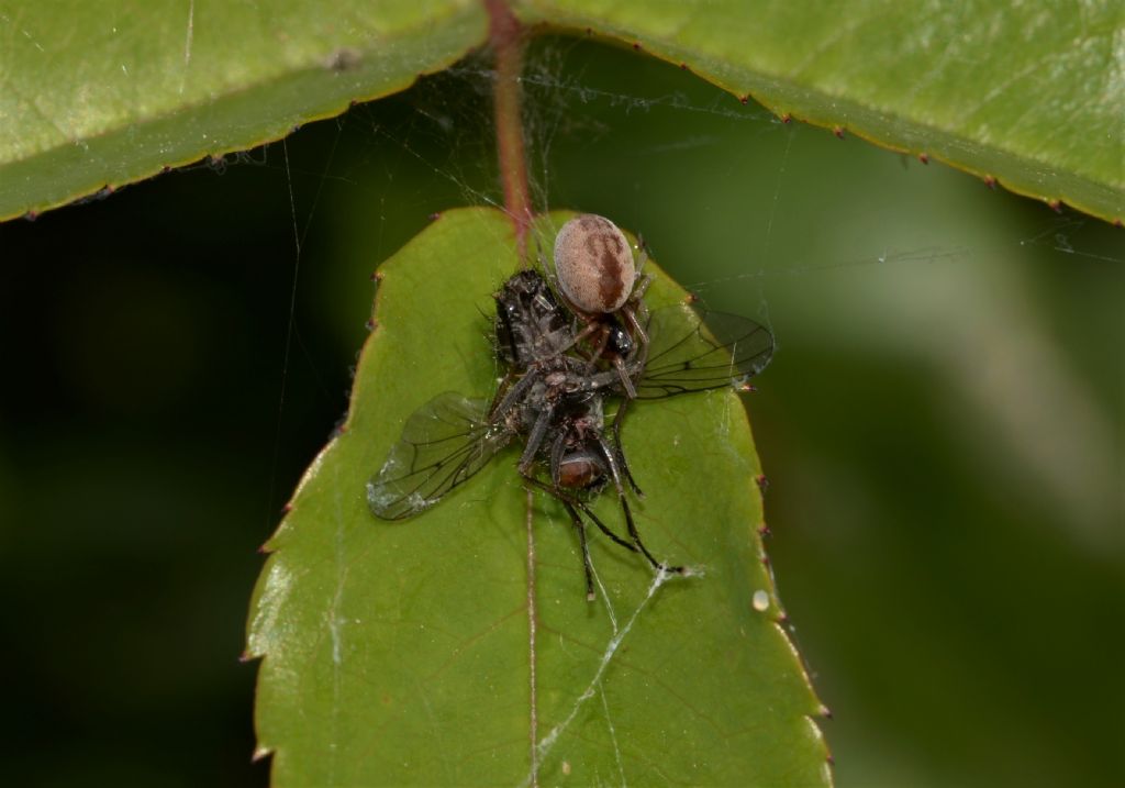 Dictyna sp. - Riserva Diaccia Botrona (GR)